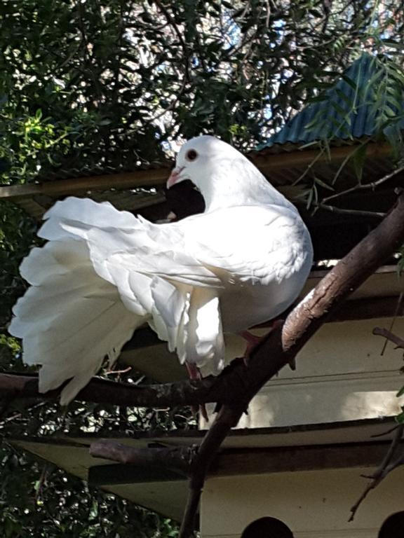 The Dove Cote Bed & Breakfast Tanunda Exterior foto