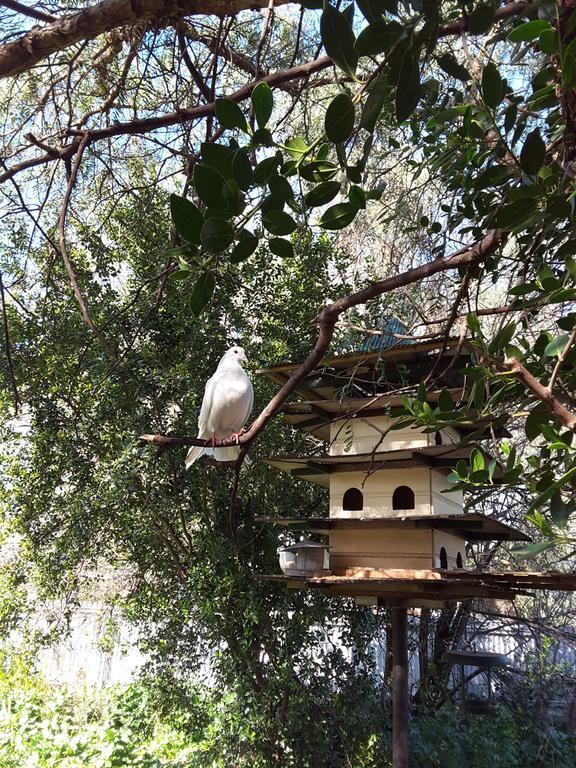 The Dove Cote Bed & Breakfast Tanunda Exterior foto