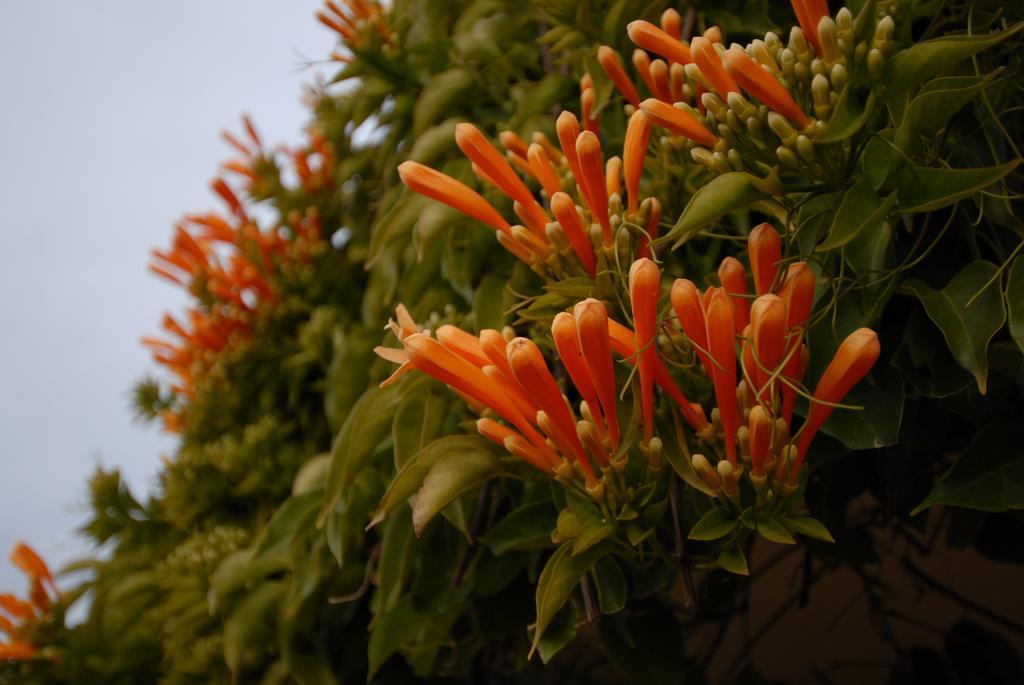The Dove Cote Bed & Breakfast Tanunda Exterior foto