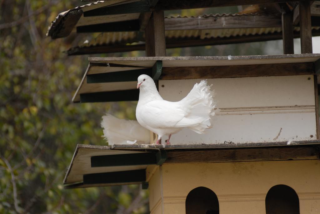 The Dove Cote Bed & Breakfast Tanunda Exterior foto