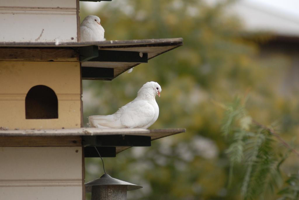 The Dove Cote Bed & Breakfast Tanunda Exterior foto